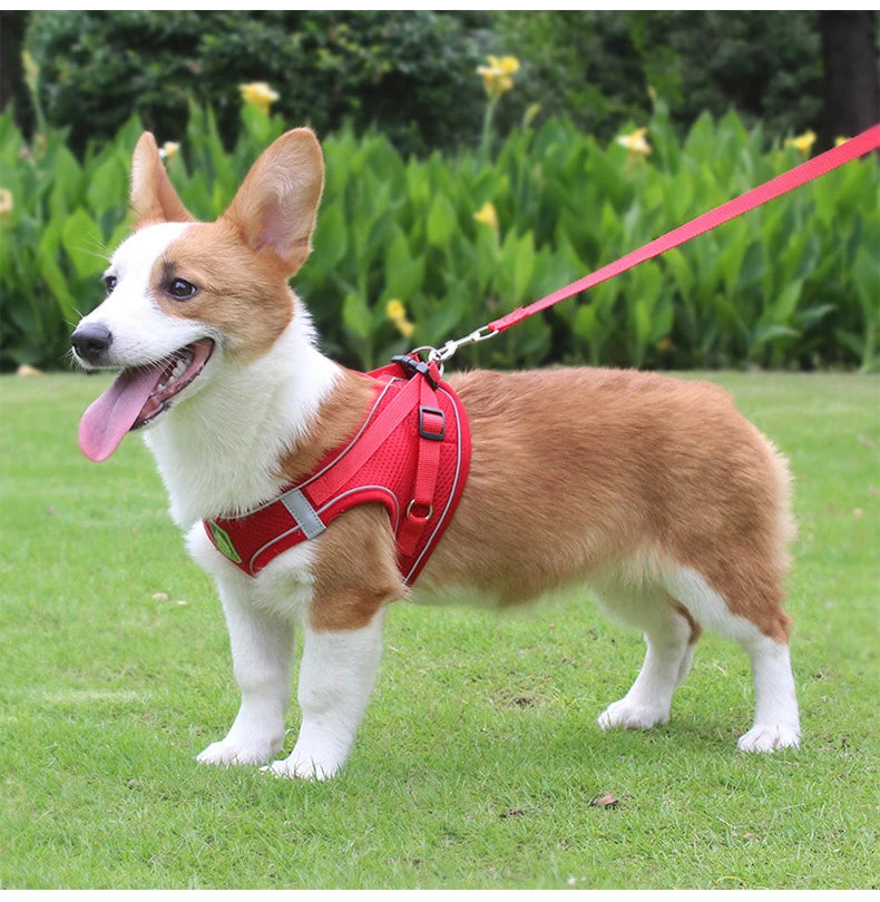 A small, tan and white dog wearing a red mesh harness with reflective strips outdoors.