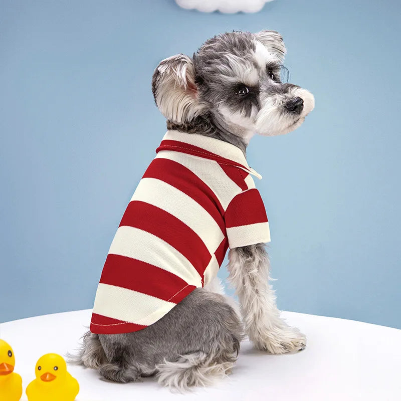 A gray and white dog wearing a red and white striped polo shirt sitting on a white surface.