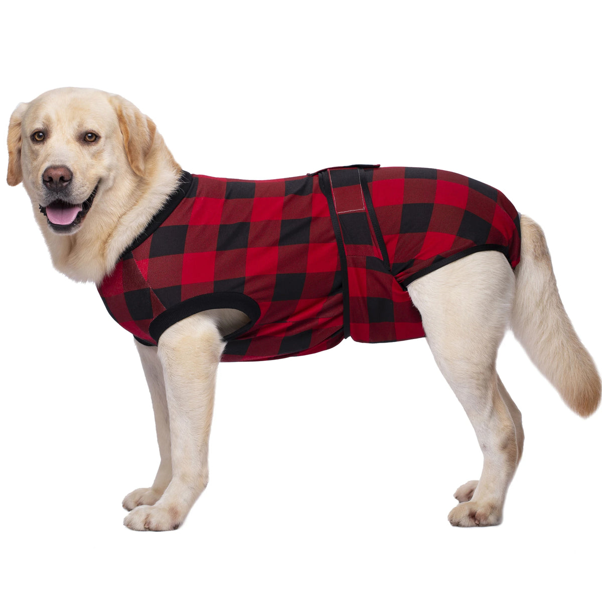 A light-colored Labrador dog wearing a red and black plaid recovery suit.