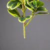 Künstliches Herzblatt-Ficus-Baum mit grün-gelblichen, gefleckten Blättern an einem Stiel