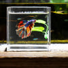 A colorful betta fish rests on a green leaf inside a clear glass container.