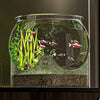 Aquarium en verre clair avec poissons tropicaux et plantes aquatiques.