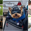 A collection of dogs wearing pet safety helmets and goggles for protection.