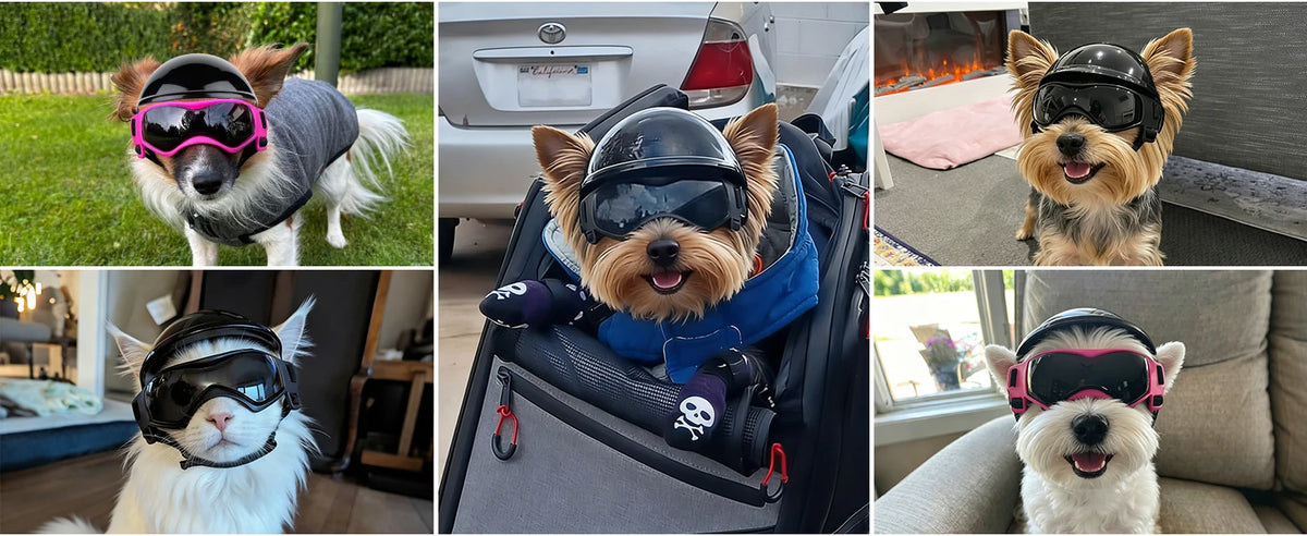 A collection of dogs wearing pet safety helmets and goggles for protection.