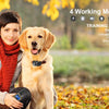 A golden retriever is standing next to a person, with various working modes of a dog training collar displayed.