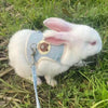 A white rabbit wearing a light blue padded harness and leash outdoors in green grass.