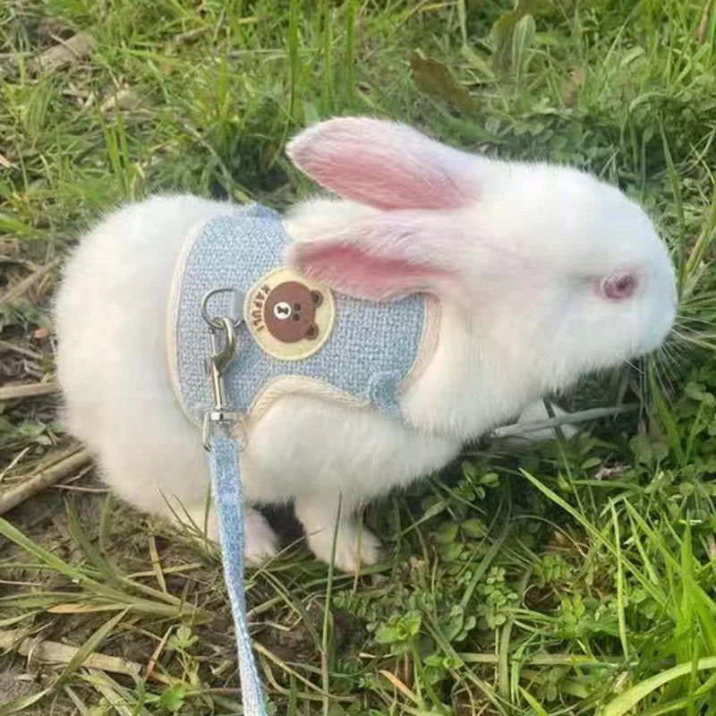 A white rabbit wearing a light blue padded harness and leash outdoors in green grass.