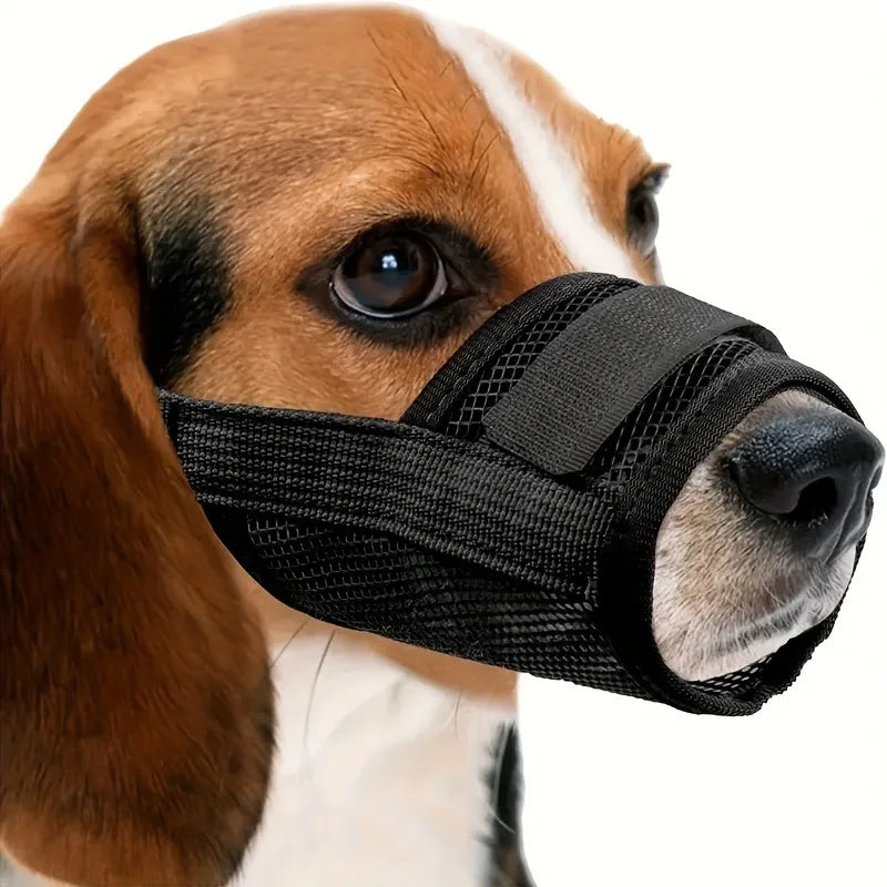 A brown and white dog wearing a black adjustable soft muzzle for training.