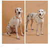 A white dog wearing a colorful handmade collar with a reflective safety feature, shown in two full-body shots.