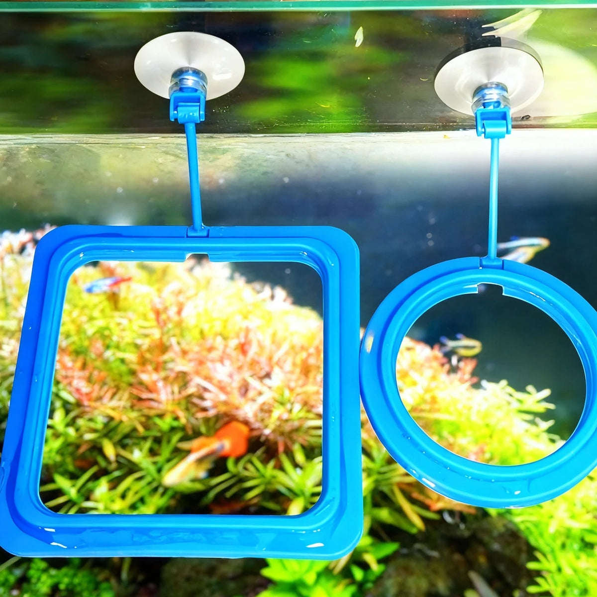 Anneau de nourriture en plastique bleu pour poissons d'aquarium suspendu par un fil
