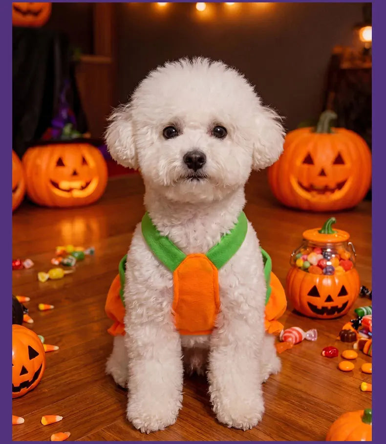 Un perro blanco esponjoso vistiendo un disfraz de calabaza de Halloween naranja sentado en un suelo de madera.