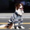 A brown and white dog wearing a blue and gray striped thermal fleece sweater outdoors.
