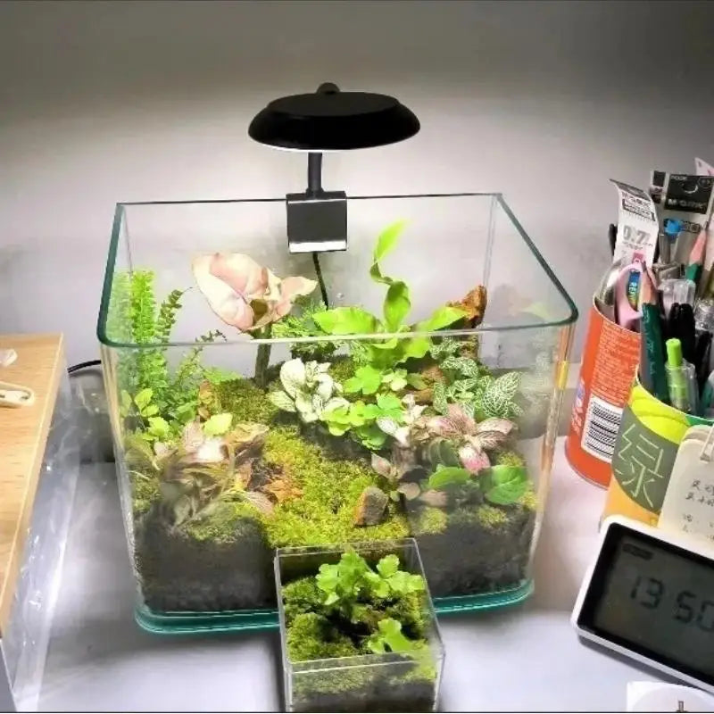 A glass aquarium containing various plants illuminated by a black clip-on LED light.