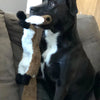 A black dog is holding a brown and white plush toy in its mouth.