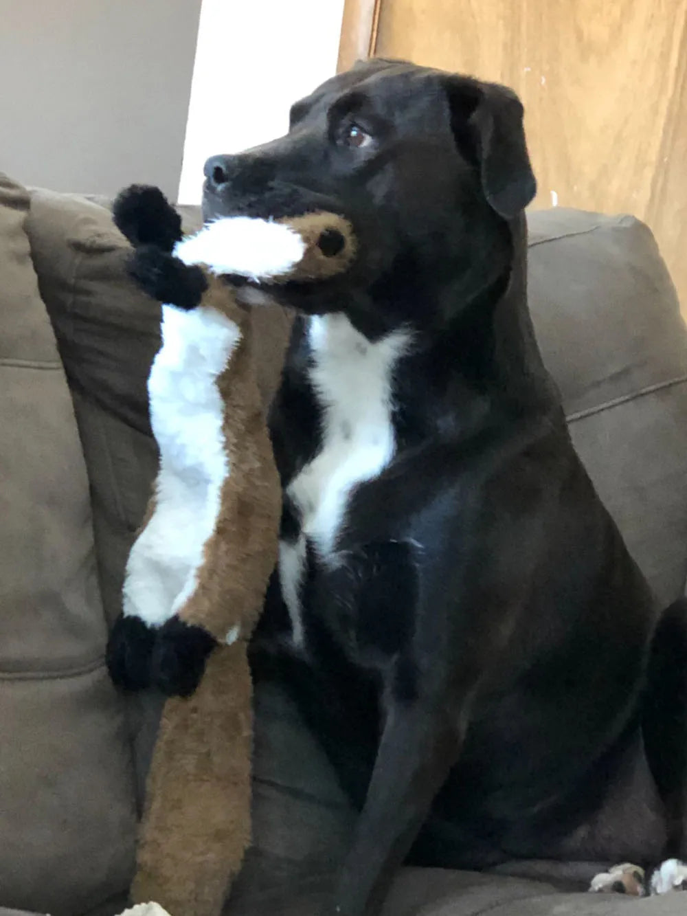 A black dog is holding a brown and white plush toy in its mouth.