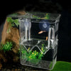 An acrylic fish breeding isolation box containing a small fish and aquatic plants.
