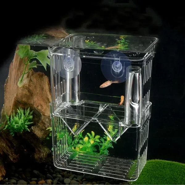 An acrylic fish breeding isolation box containing a small fish and aquatic plants.