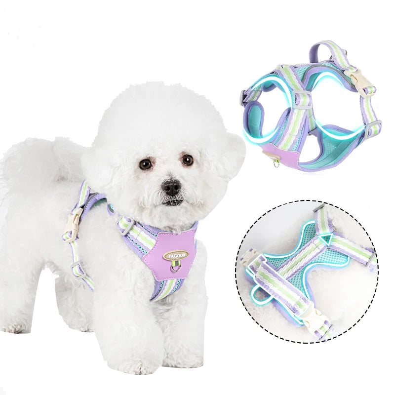 White poodle wearing a purple and green adjustable no-pull dog harness with reflective straps