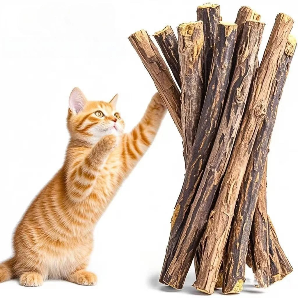 An orange tabby cat is interacting with a bundle of natural herbal cat chew sticks.