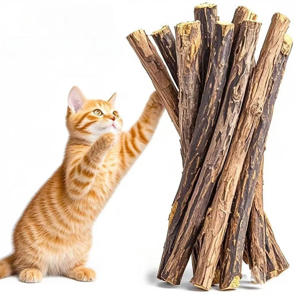 An orange tabby cat is interacting with a bundle of natural herbal cat chew sticks.
