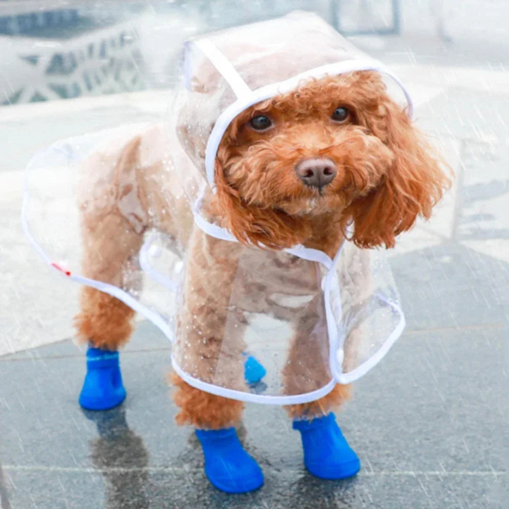Un chien orange et duveteux portant un imperméable en plastique transparent et des bottes bleues, debout sur un trottoir moui
