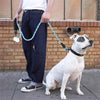Un perro blanco con una correa azul está de pie junto a una persona con jeans y una camisa blanca.