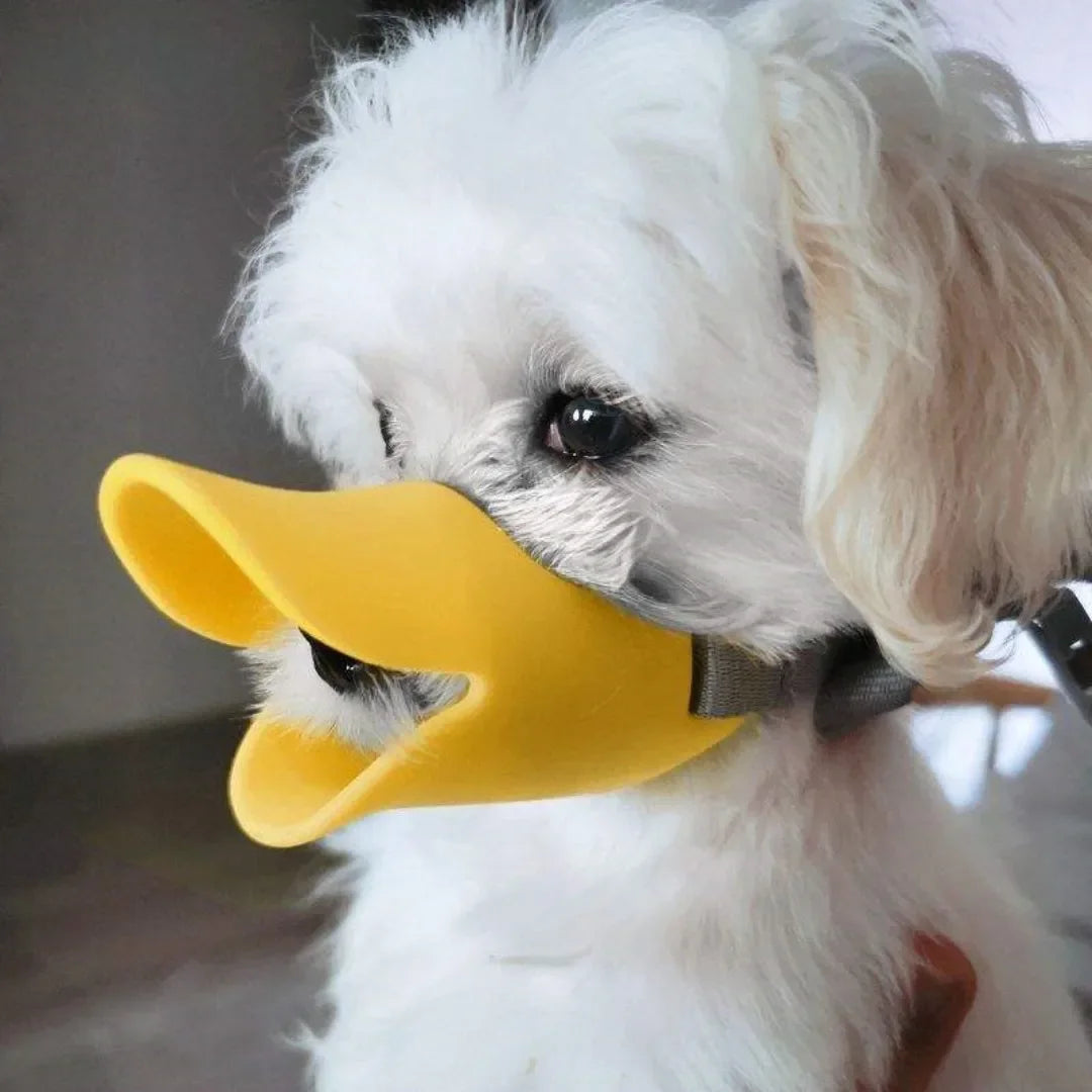 A white dog wearing a yellow silicone duckbill muzzle.