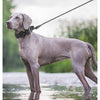 A gray dog wearing a black tactical collar stands in shallow water.