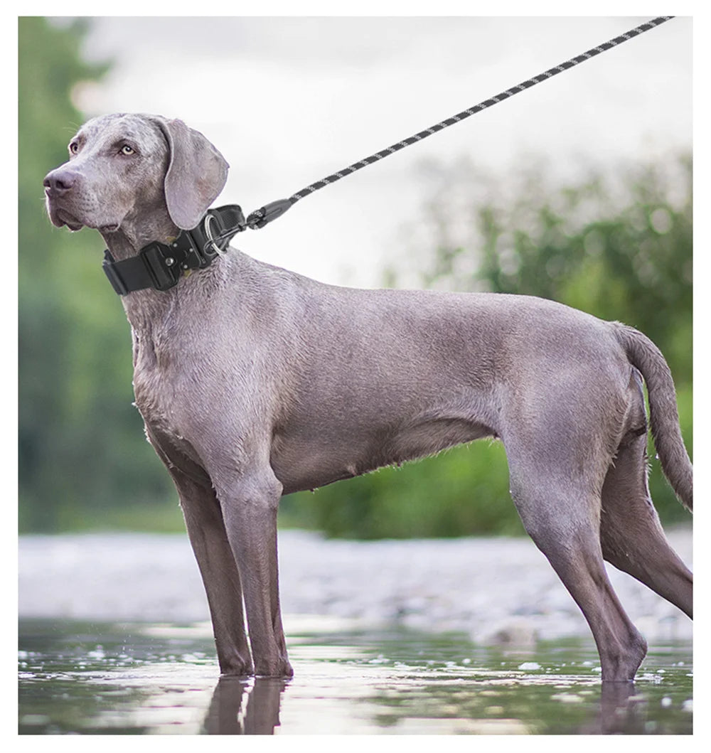 A gray dog wearing a black tactical collar stands in shallow water.