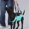 Un perro negro vistiendo un arnés ajustable de color azul claro para mascotas con asa de carga.