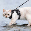 Eine hellfarbige Katze mit schwarzem Geschirr und Leine geht durch flaches Wasser.
