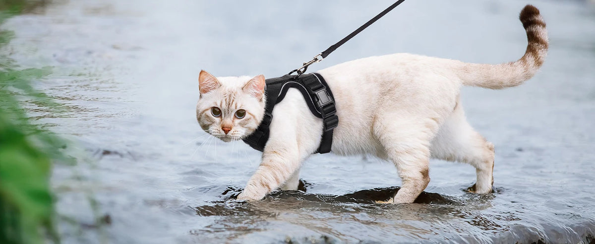 Eine hellfarbige Katze mit schwarzem Geschirr und Leine geht durch flaches Wasser.