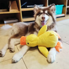 A fluffy brown and white dog sits next to a yellow plush duck toy.