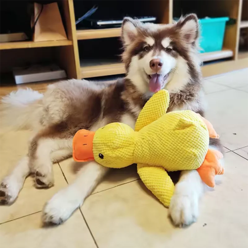 A fluffy brown and white dog sits next to a yellow plush duck toy.