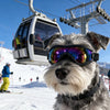 A fluffy dog wearing black UV protection sunglasses stands in a snowy mountain environment.