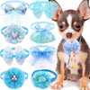 A small brown and white dog wearing a blue lace bowtie collar accessory for pets