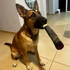 A brown dog is holding a black and yellow interactive chew toy in its mouth.