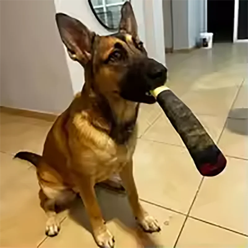 A brown dog is holding a black and yellow interactive chew toy in its mouth.
