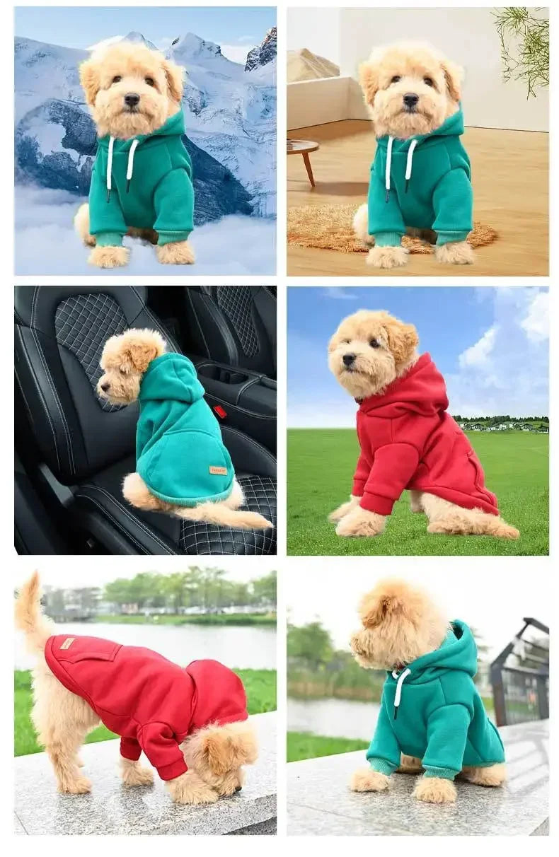 Un perro golden doodle vistiendo una sudadera verde de forro polar al aire libre.