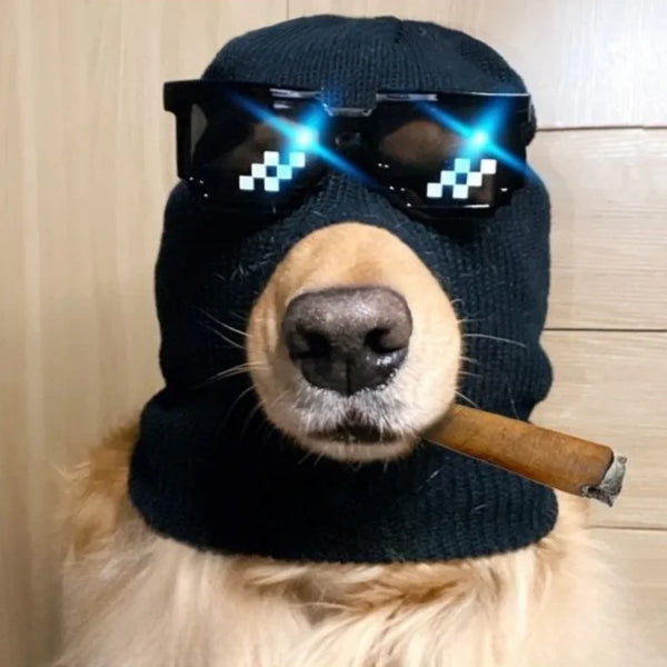 A dog wearing a black knitted mask accessory with sunglasses and holding a rolled-up item.