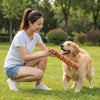 A woman is playing with a golden retriever dog by tossing a squeaky chew toy.