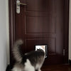 Un perro negro y blanco peludo está frente a una puerta de madera oscura con un pestillo de plata.