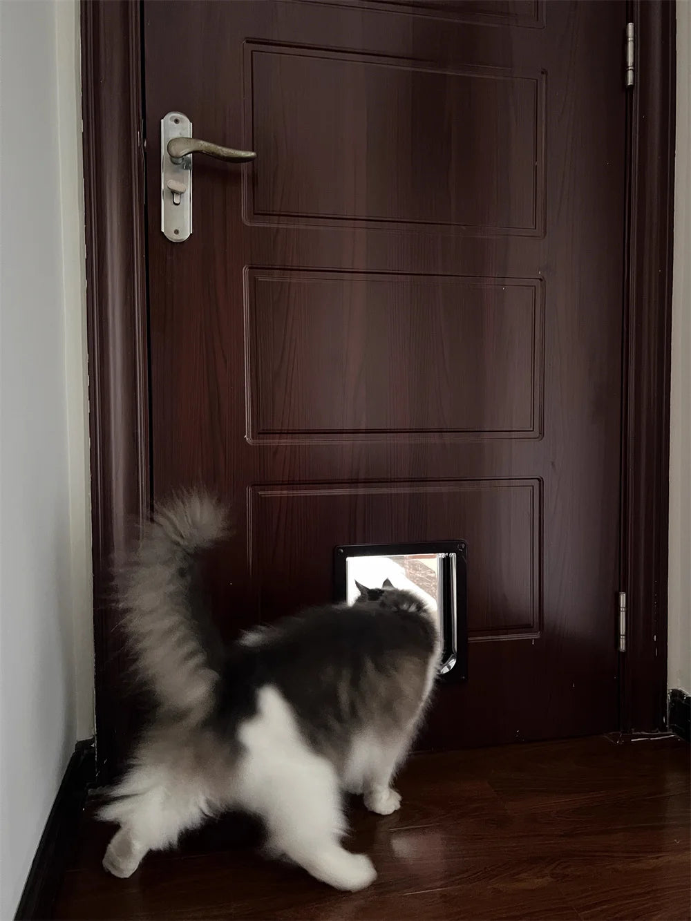 Un perro negro y blanco peludo está frente a una puerta de madera oscura con un pestillo de plata.