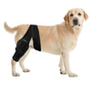 A light-colored Labrador retriever wearing a black pet joint support harness.