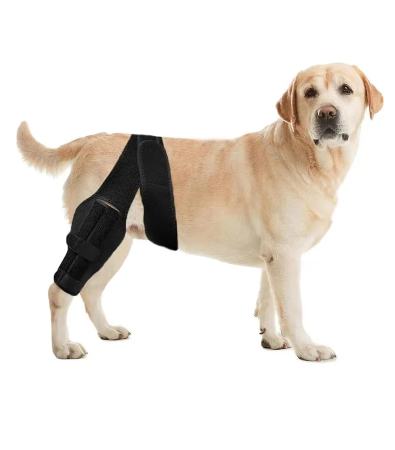 A light-colored Labrador retriever wearing a black pet joint support harness.