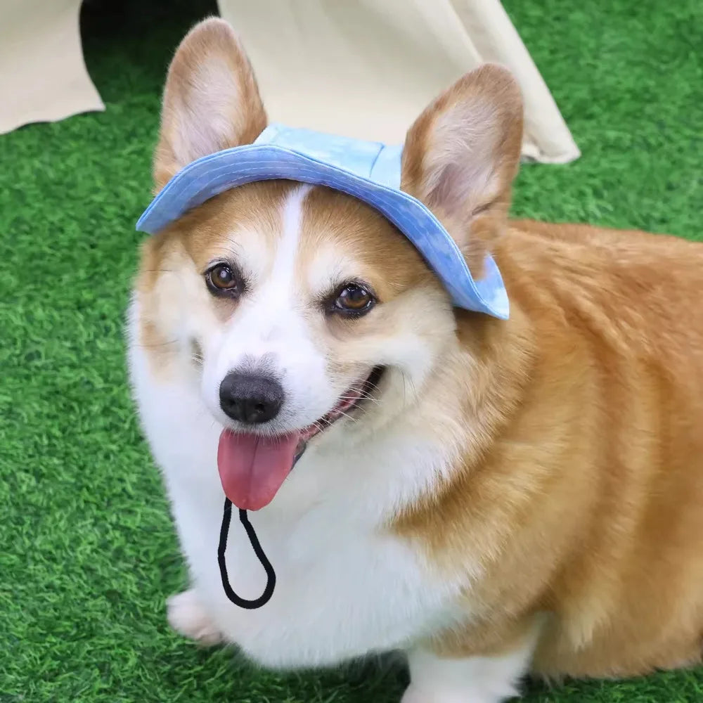 A Shiba Inu dog wearing a light blue sun hat with ear holes, lying on green grass.