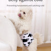 A small white dog wearing a black and white reusable sanitary pant for male dogs.