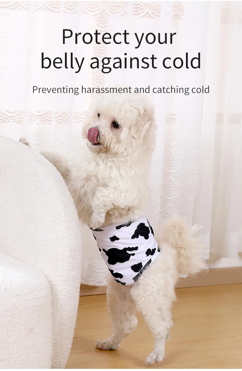 A small white dog wearing a black and white reusable sanitary pant for male dogs.