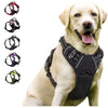 A golden retriever wearing a black adjustable no-pull dog harness with reflective strips and a handle.