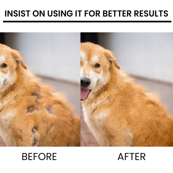 Before and after comparison of a dog's coat using pet skin care spray for itch relief and fur regrowth